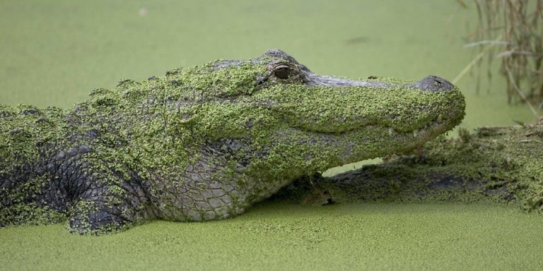 Sex-Sklavinnen Krokodilen zum Fraß vorgeworfen