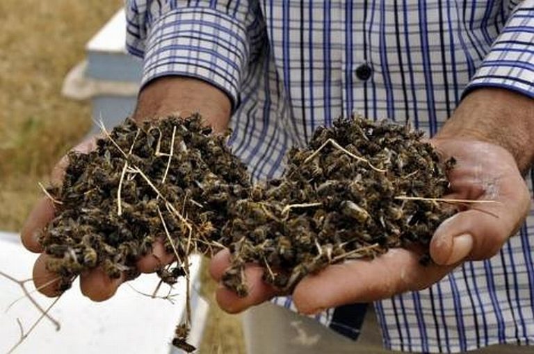 Bienensterben = Zunahme von Erkrankungen