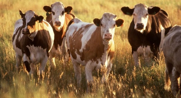 „Was in Deutschland alles möglich ist“: Bayrischer Landwirt muss GEZ für Kühe zahlen