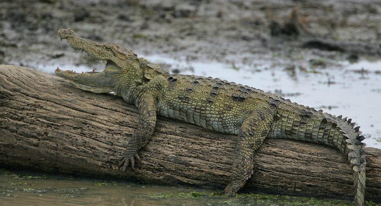 Poroschenko vergleicht Russland mit Krokodil – Moskau kontert