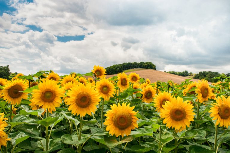 Landwirtschaft