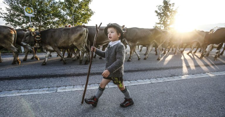 Viehscheid Oberstaufen: Mehr als 1000 Stück Vieh   kommen von den Sommerweiden ins Tal