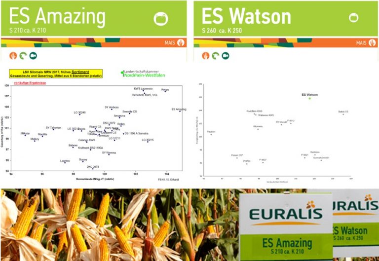 EURALIS Mais Einer früh der andere spät – ES Amazing und ES Watson