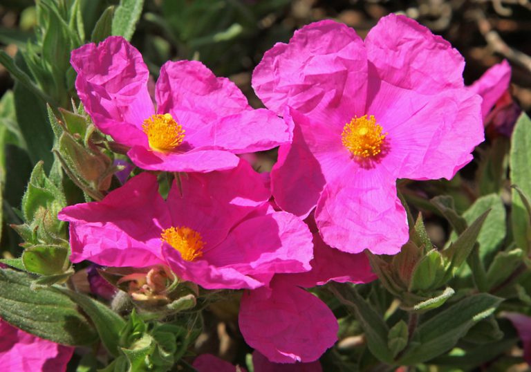 Cistus, die Zistrose stärkt Gesundheit und Abwehrkräfte