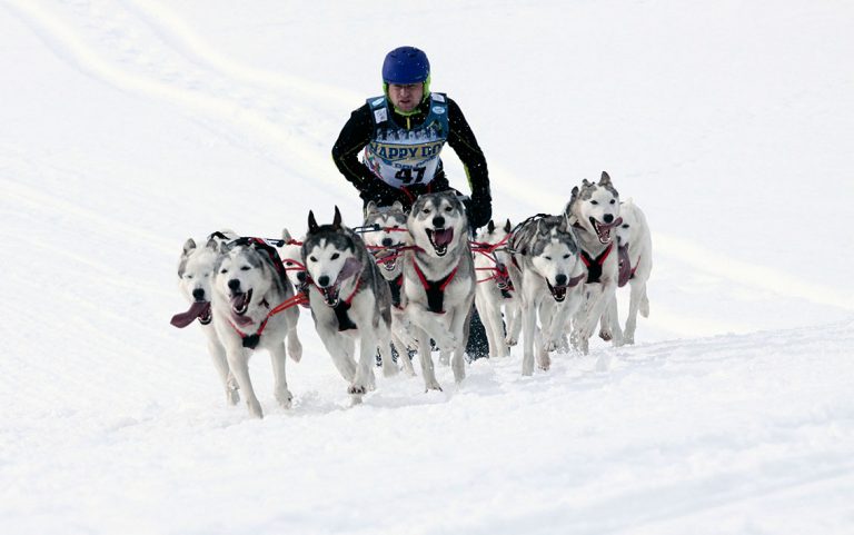 Happy Dog beim Mega-Event der Schlittenhundeszene