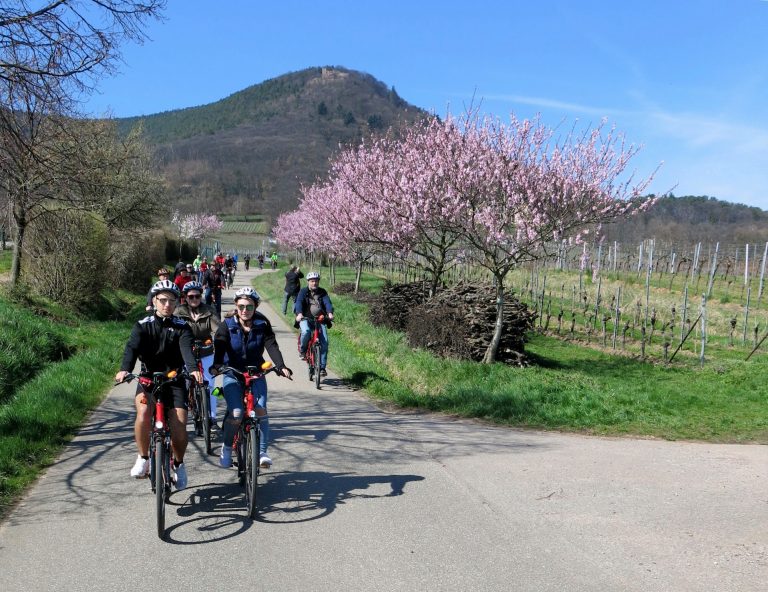 Pedelec-Ausflüge zur Mandelblüte in der Pfalz