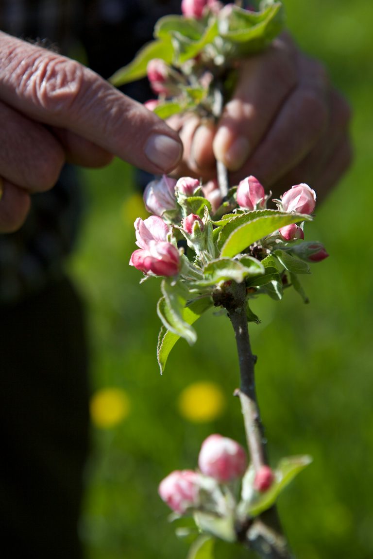 Mit der Obstblüte beginnt das Fruchtsaft-Jahr 2018