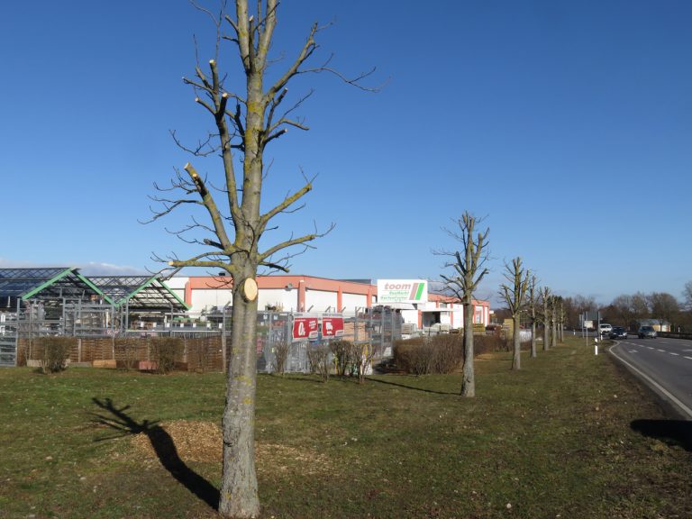 Baumerhalt oder Baumfrevel?