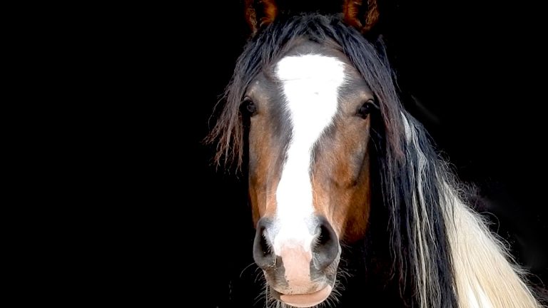 HorseDream Pferdecoaching