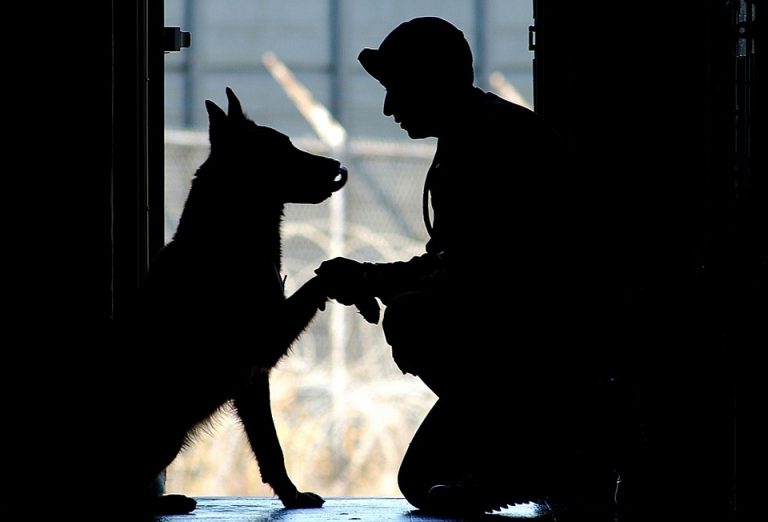 Hunde verteidigen ihr Herrchen gegen Syrer, Herrchen wird angezeigt