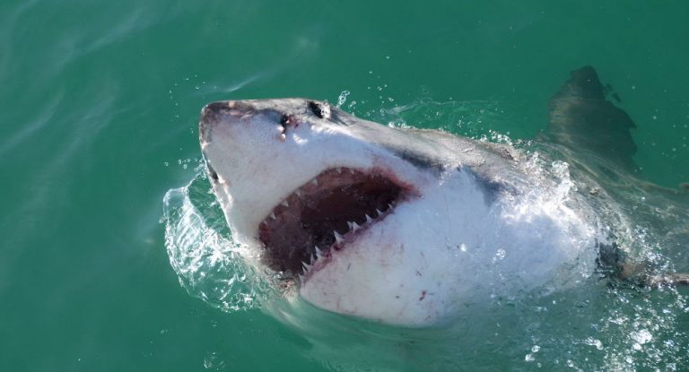 Australien: Video zeigt tödlichen Kampf von zwei Weißen Haien
