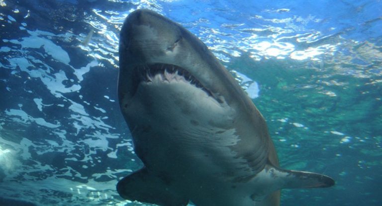 Spielbergs „Jaws” im echten Leben: Gigantischer Hai vor berühmter Insel gesichtet – Video