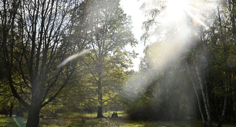 Alles für den Klima-Hype? Warum ein Berliner Radiosender nun über 54.000 Bäume pflanzen soll