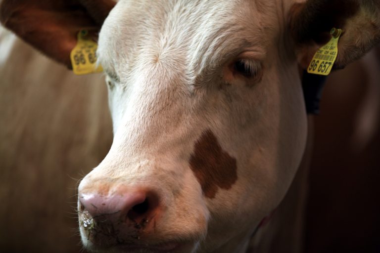 Habeck verlangt Systemwechsel in Landwirtschaft
