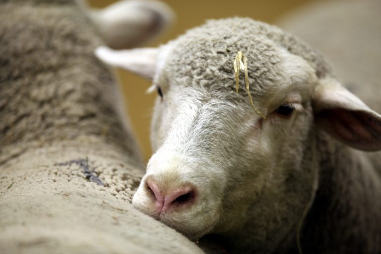Landwirtschaftsministerin wirbt für Urlaub auf dem Bauernhof
