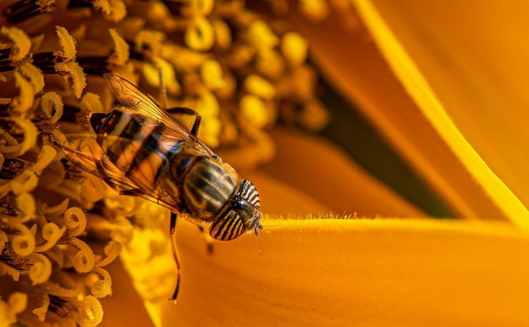 „Der Rückzug der Insekten findet leise statt“ – Umfassende Studie erschienen