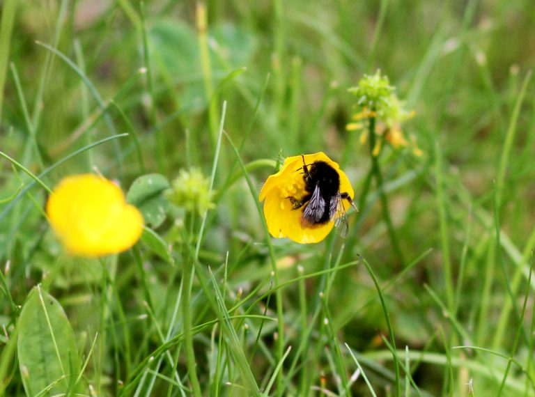 FDP fordert Forschung zu Insektenrückgang