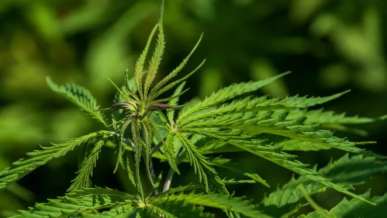 „Sechs Gramm vertretbar“: Drogenbeauftragte fordert bundesweite Cannabis-Grenze