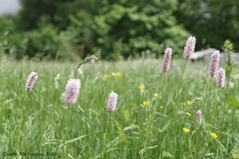 Pollen im Anflug: Was Allergiker jetzt wissen sollten